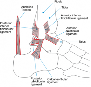 Ligamentous Anatomy