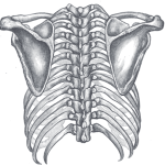 Assessment of Scapular Dyskinesis