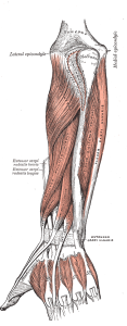 Anatomy of The Extensor Muscles | Lateral Epicondylalgia