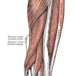 Lateral Epicondylalgia (Tennis Elbow): Evidence Based Assessment and Management