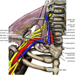 Thoracic Outlet Syndrome: Assessment and Management